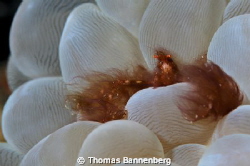 orang utan crab (Achaeus japonicus)

NIKON D7000 in a S... by Thomas Bannenberg 